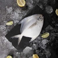 ماهی حلوا سفید برای فروش در سایت ماهی مشتا