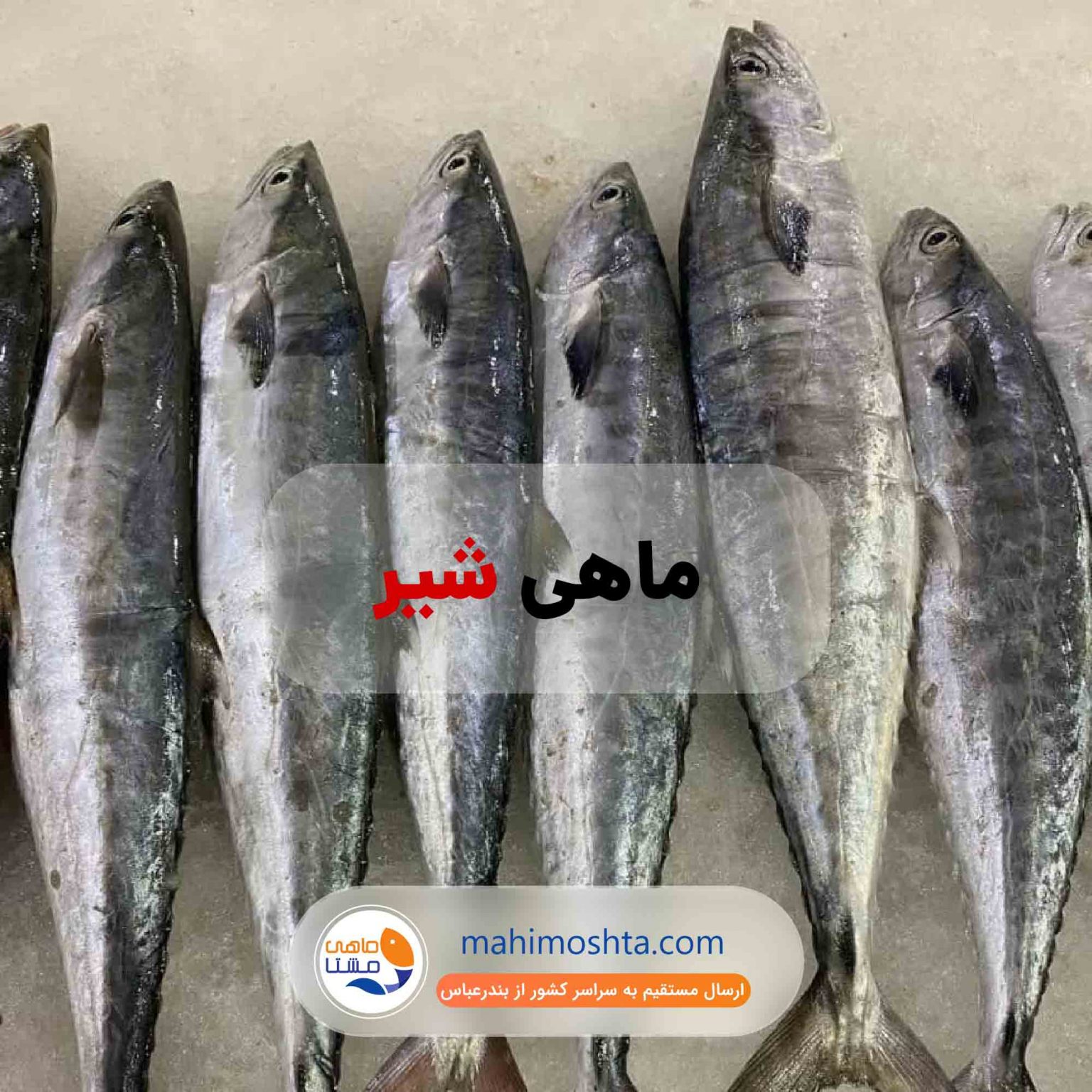 10% 360,000 تومان 324,000 تومان ماهی شیر تازه جنوب