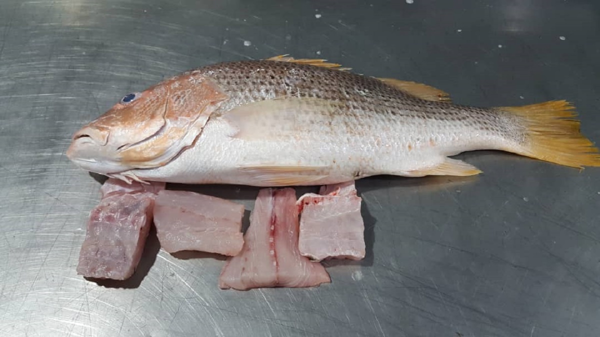 ماهی سرخوی اصلی با رنگ روشن