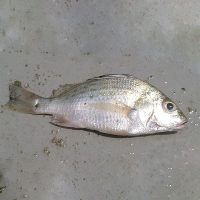 ماهی سنگسر پاک نشده برای فروش در وبسایت ماهی مشتا