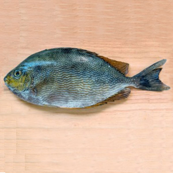 ماهی صافی پاک نشده برای فروش در وبسایت ماهی مشتا