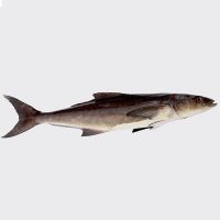 ماهی سوکلا پاک نشده برای فروش در وبسایت ماهی مشتا