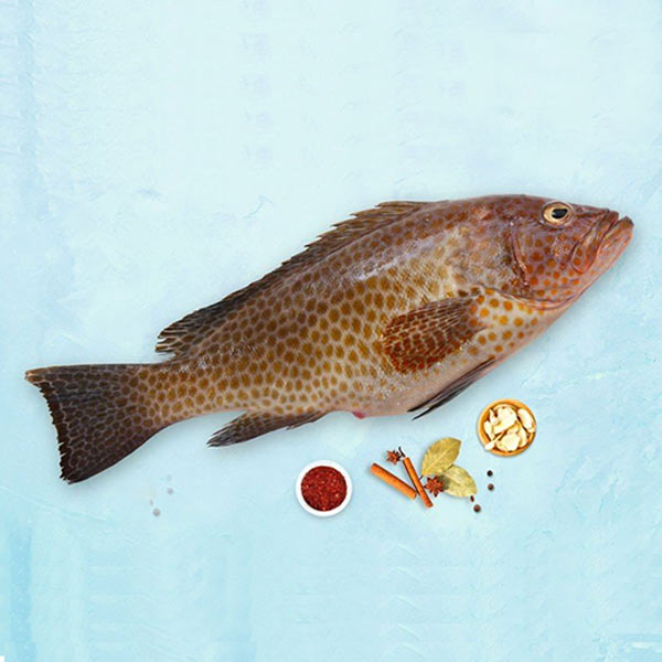 ماهی هامور پاک نشده برای فروش در وبسایت ماهی مشتا