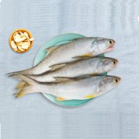 ماهی راشگو تازه جنوب برای فروش در وبسایت ماهی مشتا