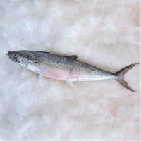 ماهی قباد پاک نشده برای فروش در وبسایت ماهی مشتا