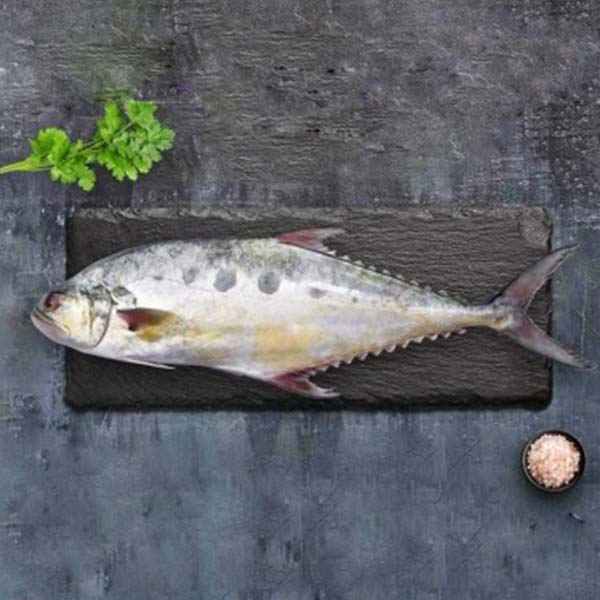ماهی مقوا سلیمانی پاک نشده برای فروش در وبسایت ماهی مشتا