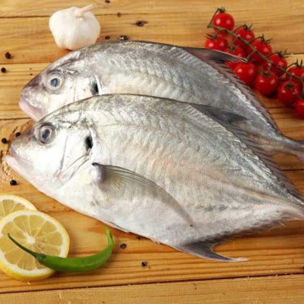 ماهی مقوا پاک نشده برای فروش در وبسایت ماهی مشتا
