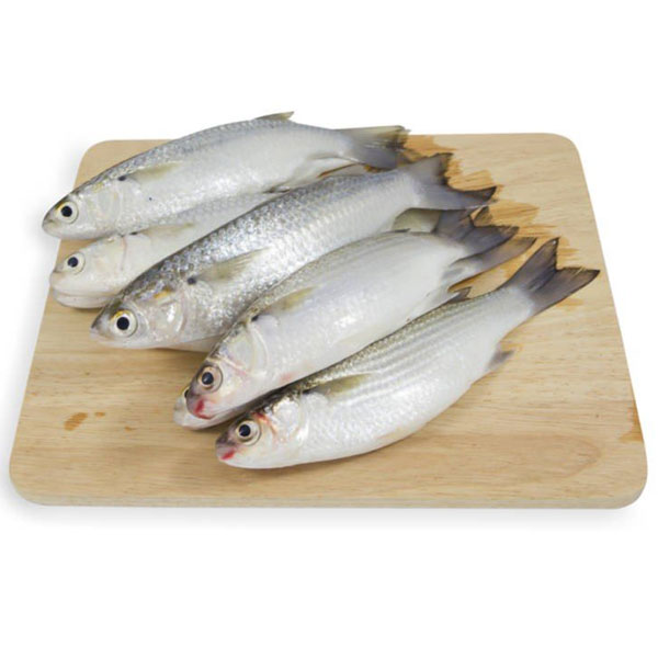 ماهی گاریز پاک نشده برای فروش در وبسایت ماهی مشتا