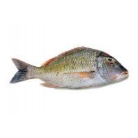 ماهی شعری برای فروش در وبسایت ماهی مشتا
