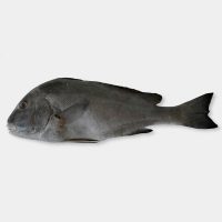 ماهی خنو پاک نشده برای فروش در وبسایت ماهی مشتا