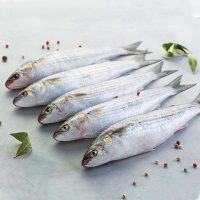 ماهی بیاح پاک نشده برای فروش در وبسایت ماهی مشتا