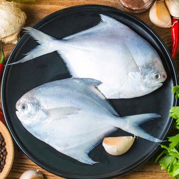 ماهی زبیدی پاک نشده متوسط برای فروش در وبسایت ماهی مشتا