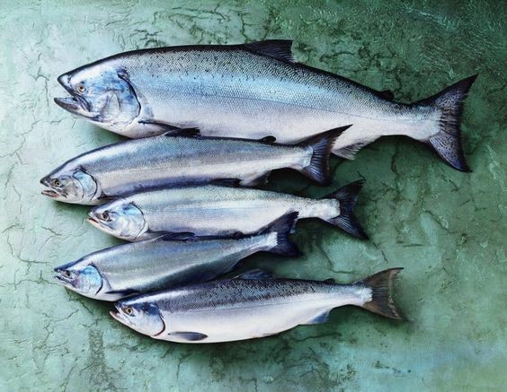 مزایای عرضه و خرید ماهی زنده