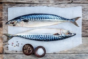 ماهی شیر و خواص آن برای بخش آموزش سایت ماهی مشتا