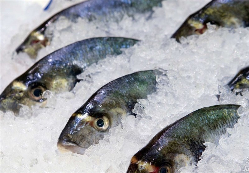 ماهی گرم بهتر است یا ماهی منجمد؟