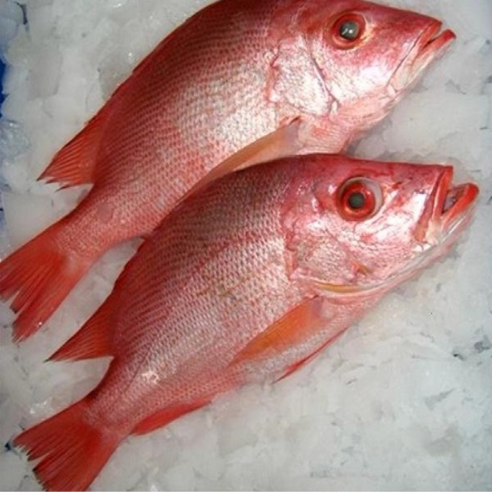 ماهی‌های کم تیغ کدام‎اند؟