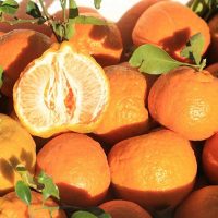 نارنگی جنوب برای فروش در وبسایت ماهی مشتا